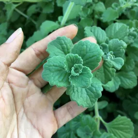 Menthol Plant Cuttings