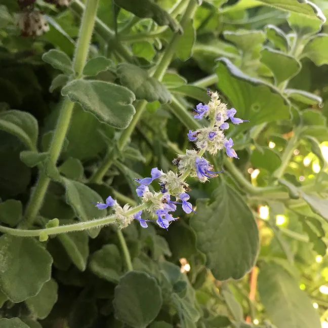 Menthol Plant Cuttings